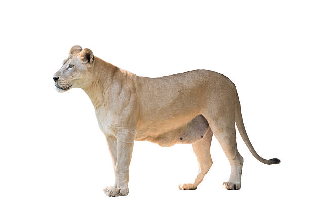 istock female lion isolated 532624695