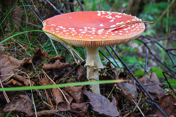 amanita - fungus nature orange agaric toxic substance ストックフォトと画像