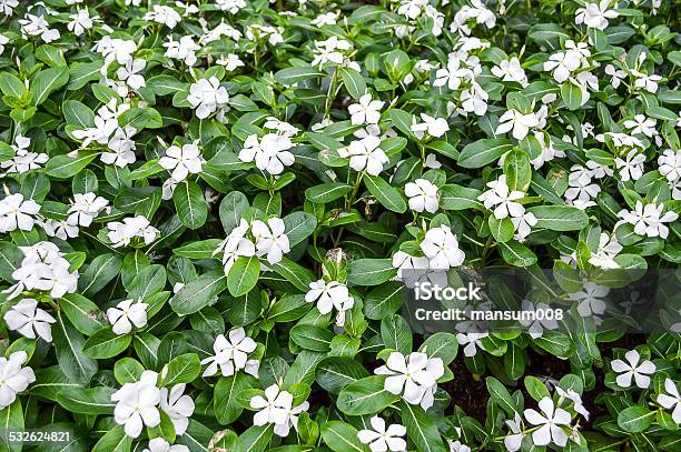 Catharanthus Roseus Flower Stock Photo - Download Image Now - 2015, Beauty In Nature, Blossom