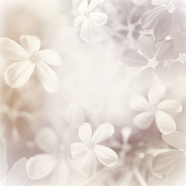 istock Blossom flowers , fresh background 532625161
