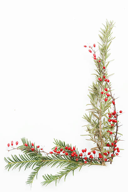 Holidays decoration elements Christmas tree, rosemary and red berberis branches - holiday decoration concept - design elements barberry family photos stock pictures, royalty-free photos & images