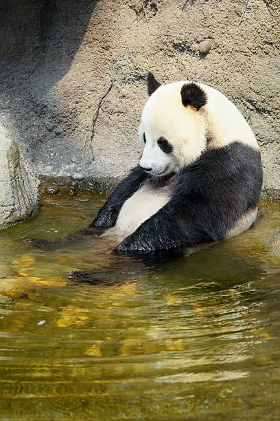 istock Giant panda sitting in water 532626379