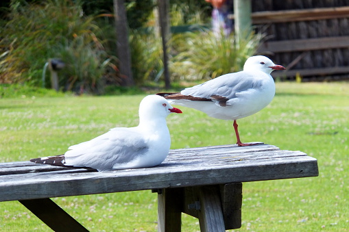 Two seagulls one standing one sitting on a picnic bench