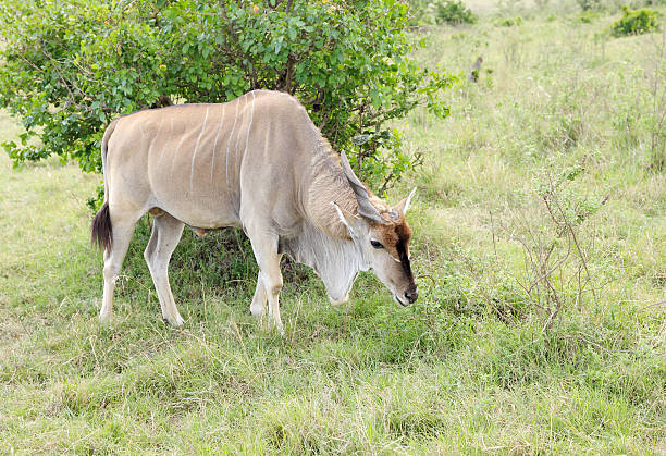 magnifique éland antelope brouter dans l'hôtel de savannah - éland du cap photos et images de collection