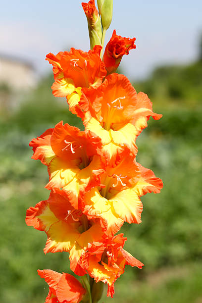 istock Yellow-orange flower of a gladiolus 532629771