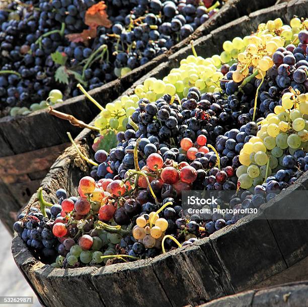 Harvesting Grape Stock Photo - Download Image Now - Grape Harvesting, 2015, Agriculture