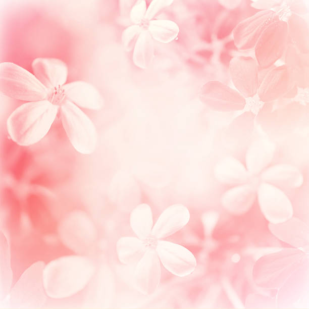istock Blossom flowers , fresh background 532641435