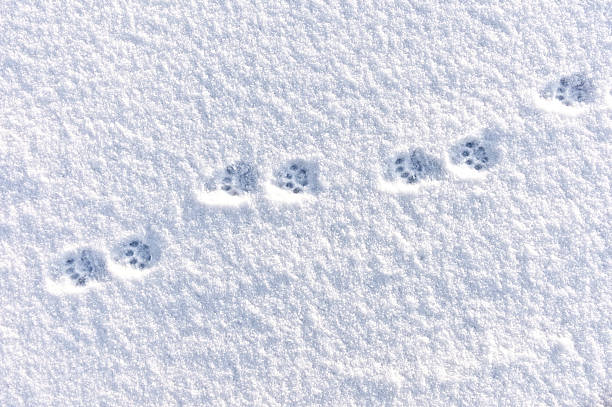 gato doméstico pistas de nieve en el invierno - cat paw print fotografías e imágenes de stock