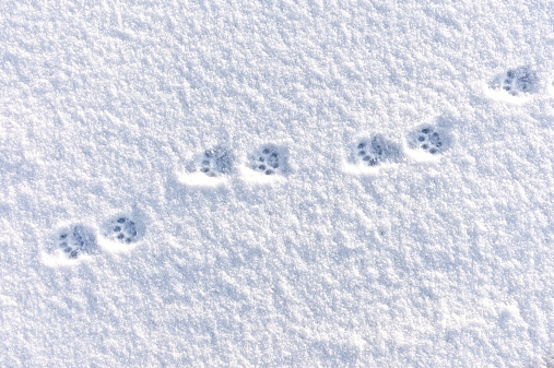 Domestic Cat Tracks in the Winter Snow.  Good low angle light defines the tracks well.  Image taken directly above.  Good copy space.