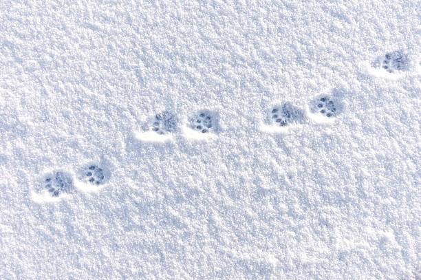 31,004 Footprints In The Snow Stock Photos, Pictures & Royalty-Free Images  - iStock