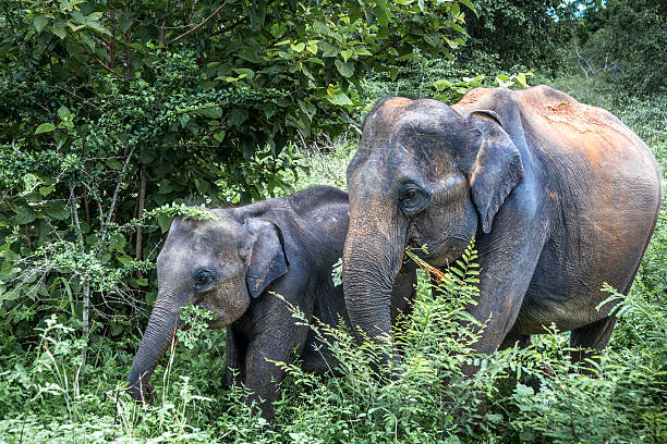 Elephants Grazing, Mother and Child