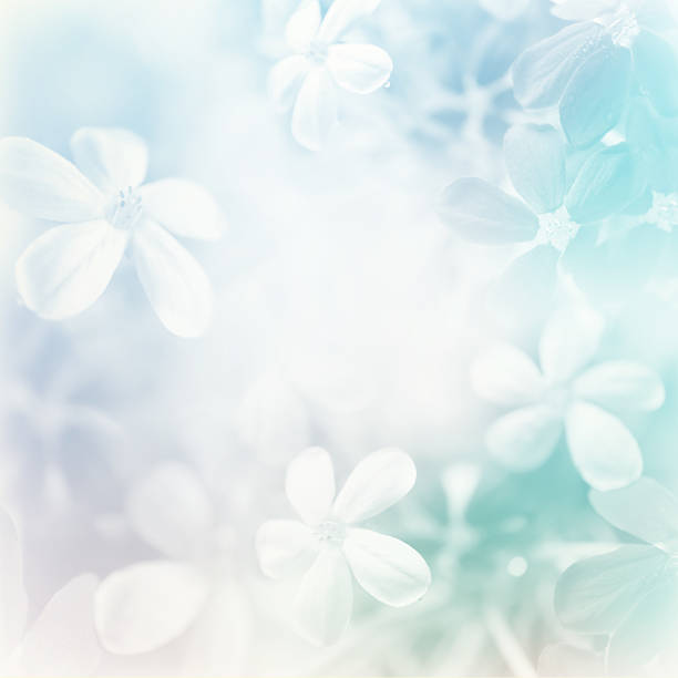 istock Blossom flowers , fresh background 532642209
