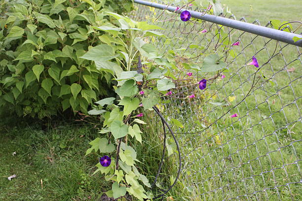 istock Purple Flower on Fence 532642223