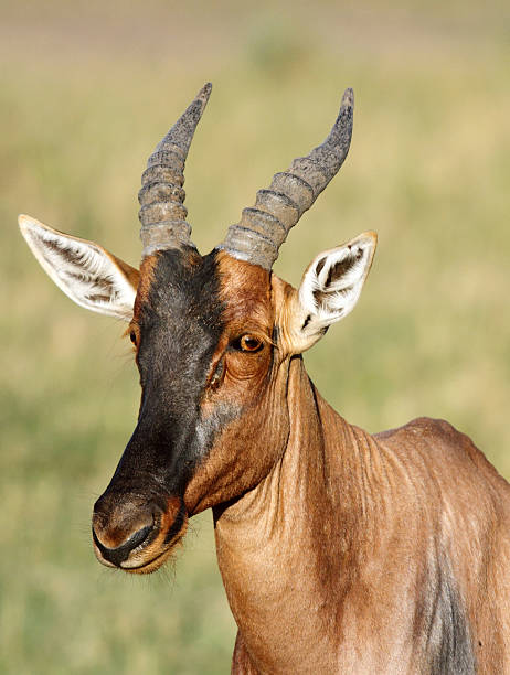 istock Closeup of a beautiful Topi antelope 532642555