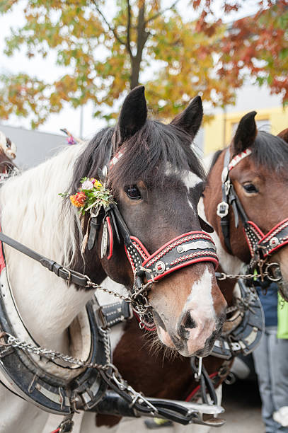 istock Horse head decorated with flowers 532643803