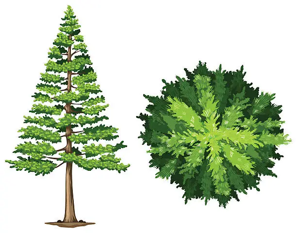 Vector illustration of Pine tree