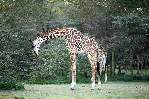 istock Beautiful Giraffes eating acacia bush 532644063