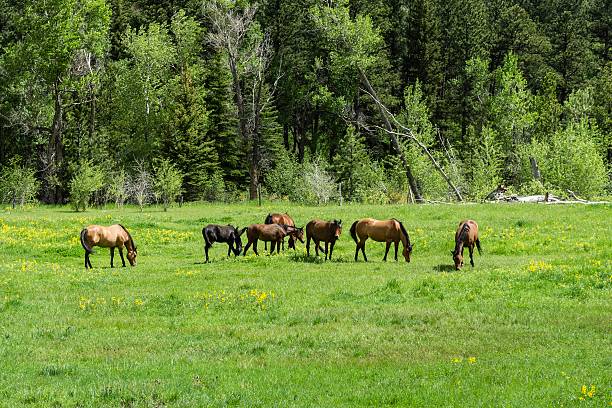 istock Poudre Canyon, Fort Collins, Colorado 532644103