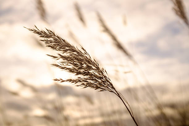 istock English Reed in Winter 532644193