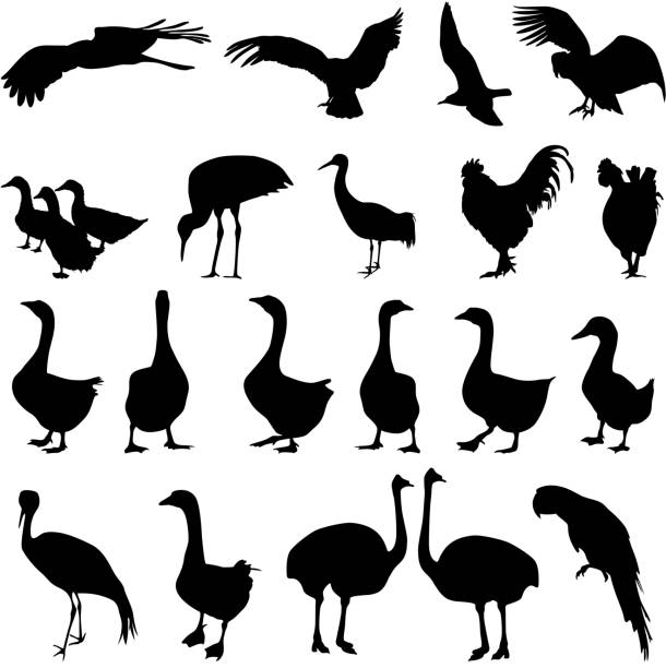 birds in the zoo collection Set  silhouettes  birds in the zoo collection on a white background. Vector illustration. ostrich silhouette stock illustrations