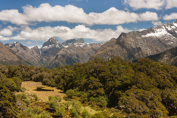 istock beech forest in Fiordland National Park 532645733