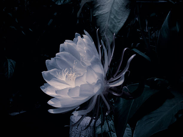 Dutchman's Pipe, Orchid Cactus, Hylocereus undatus Dutchman's Pipe, Orchid Cactus, Hylocereus undatus night blooming cereus stock pictures, royalty-free photos & images