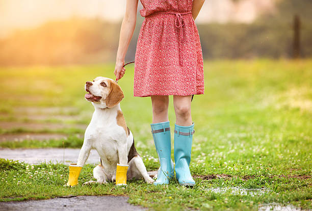 Young woman in wellies walk her dog Young woman in dress and turquoise wellies walk her beagle dog in a park blue beagle stock pictures, royalty-free photos & images