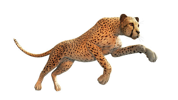 istock Cheetah hunting on white background 532646459