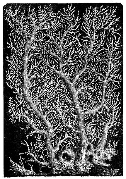 Antique illustration of Oculina flabelliformis