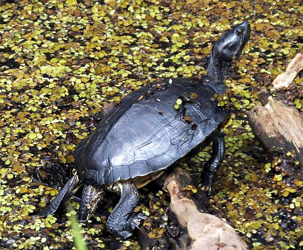 tortuga stinkpot (sternotherus odoratus) - musk fotografías e imágenes de stock