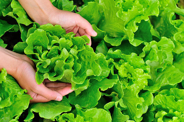 istock lettuce plants in garden 532648227