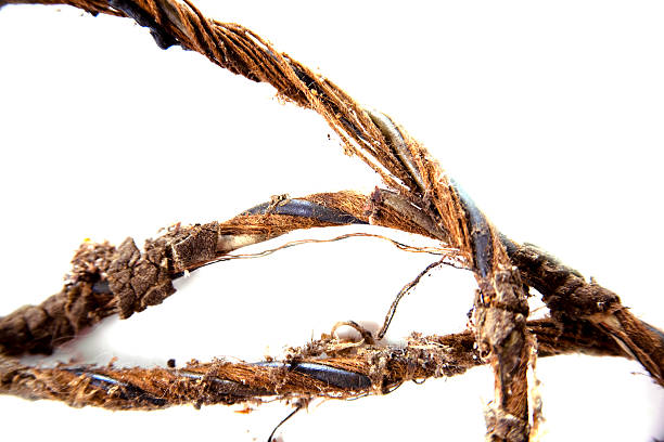 Safety Hazard.  Very old, damaged and frayed electical cord and wires. Brown. Exposed wires and cables. Rotted. White background.  Close-up.