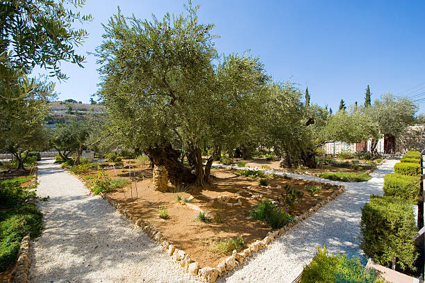 istock Garden of Gethsemane 532648923