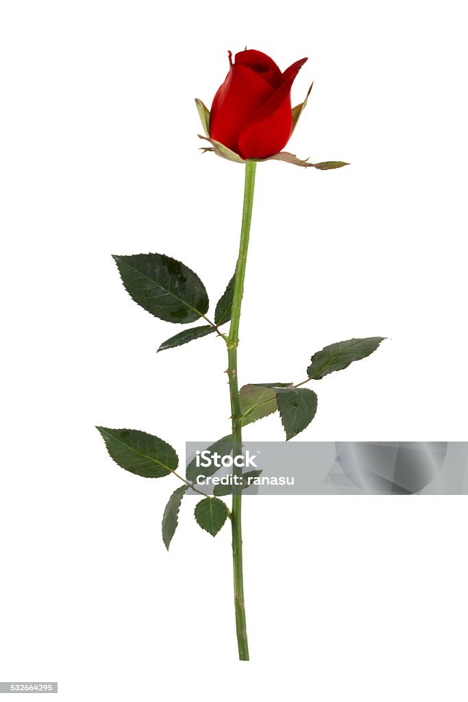 single red rose single red http://i814.photobucket.com/albums/zz66/eminebaryam/R0SES%20pg.jpg  2015 Stock Photo