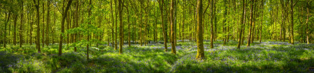 iluminado pela luz verde clareira granadilha woodlands idílico campainha panorama de floresta profunda - forest fern glade copse imagens e fotografias de stock