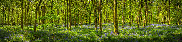 зеленый солнечный просека wildflower woodlands идиллический глубокий лес панорама bluebell - glade forest oak tree tree стоковые фото и изображения