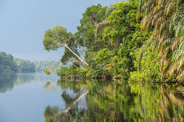 アフリカのジャングルの川と最先端の海岸線 - congo river ストックフォトと画像