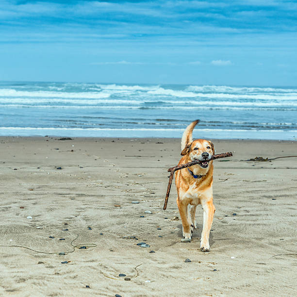 istock Dog playing on sandy beach at Coastal Oregon - USA 532664639