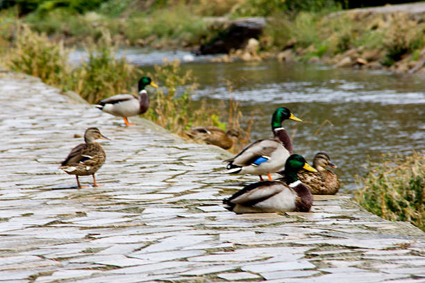 beautiful wild ducks into a pathaway near the river