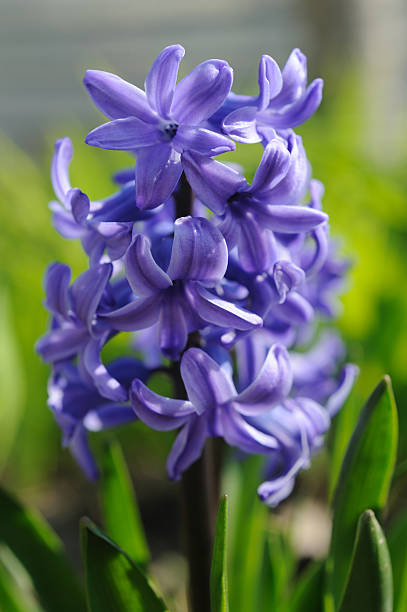 istock Beautiful hyacinth in spring garden 532665249
