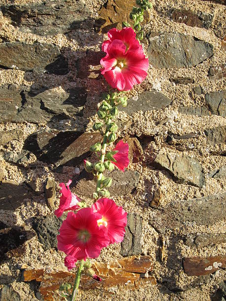 A pink flower  growing from stone wall.