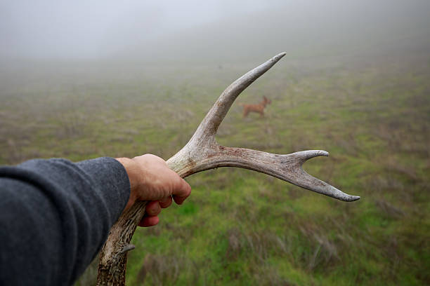 istock Antler in the Fog 532666083