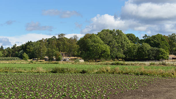 istock Rural landscape. Vegetable cultivation 532666181