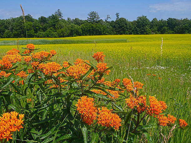 Milkweed Flower in Meadow stock photo