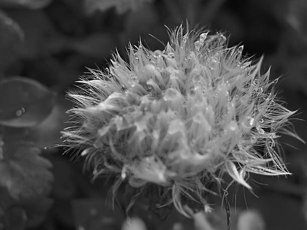 istock Black and White HDR Macro of a Dandelion 532668645