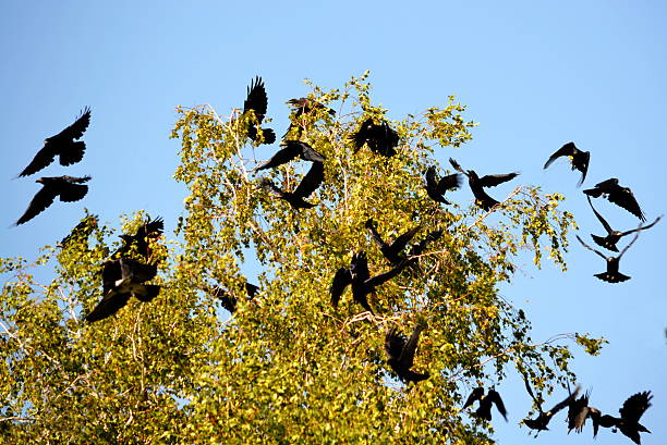 Birds of the steppes stock photo