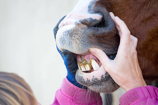 Horse with dental problem stock photo