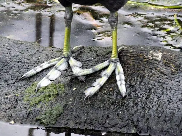 Photo of the American Coot’s legs. 