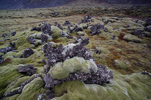 Moss covers volcanic rock, Iceland