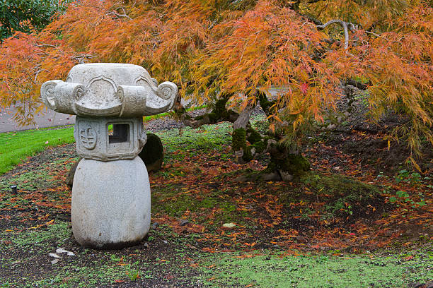 A Fall view of a Japanese Maple Tree with a Stone Lantern near it in the beautiful Oregon Garden. The Oregon Garden is in Silverton, Oregon. Located not far from Salem, Oregon the State Capitol.